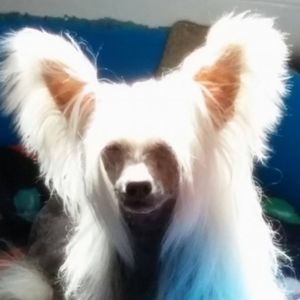 Meet your Posher, Pat